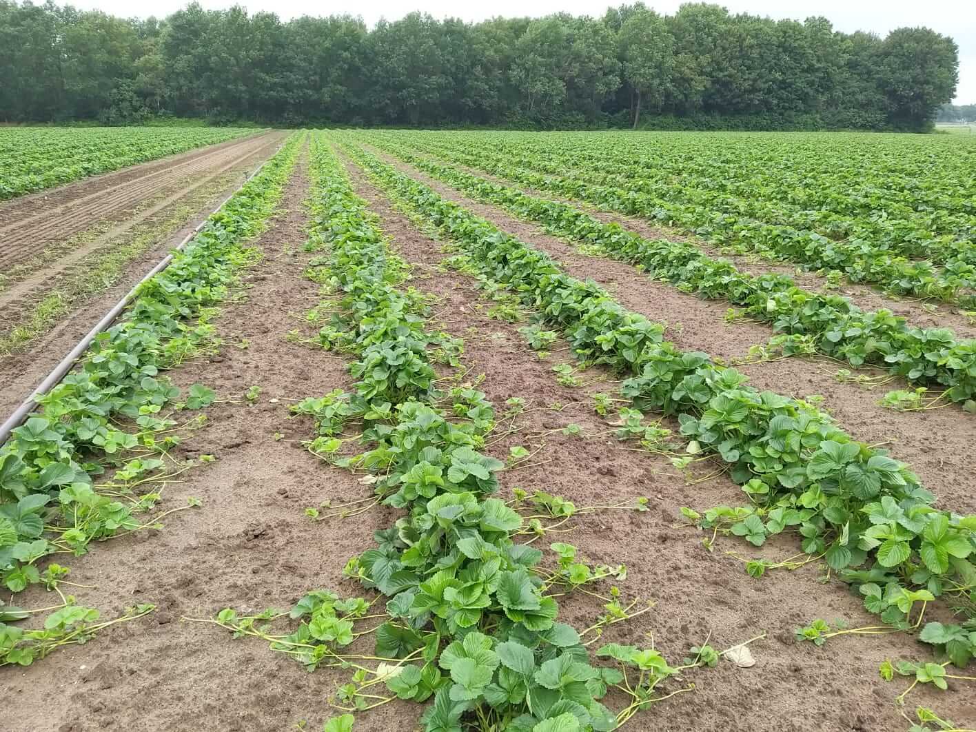 Aardbeien vermeerdering