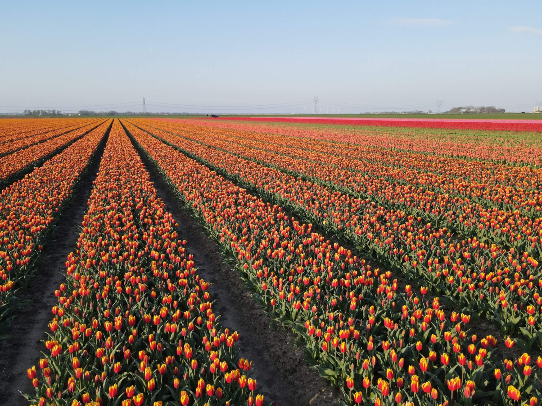 Tulpenveld