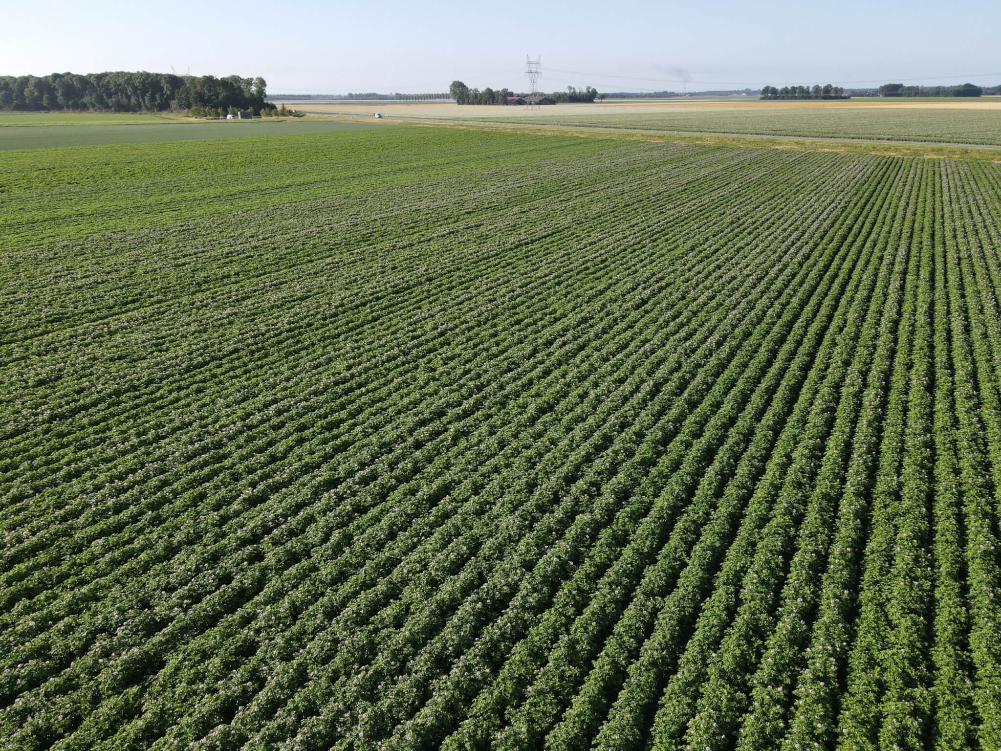 Aardappelen Flevoland