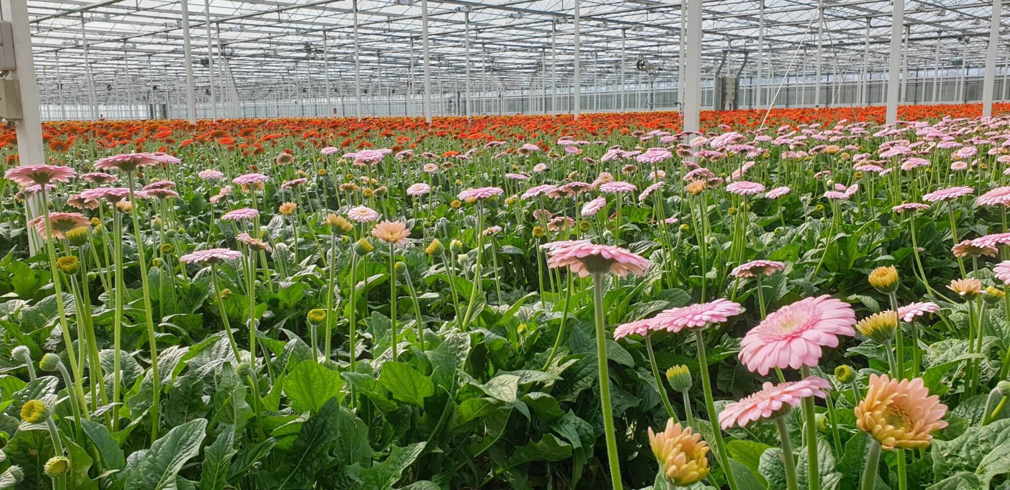 Gerbera kas