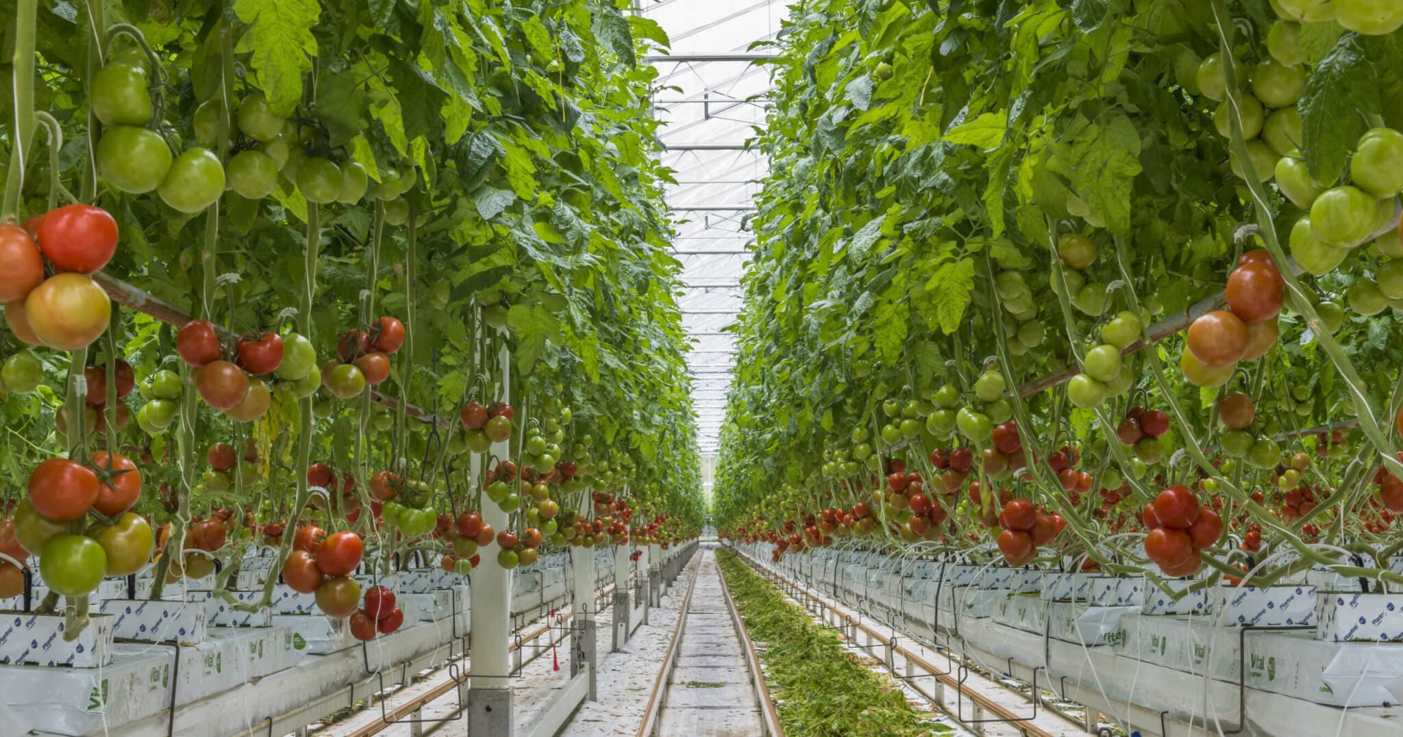 Tomaten in kas