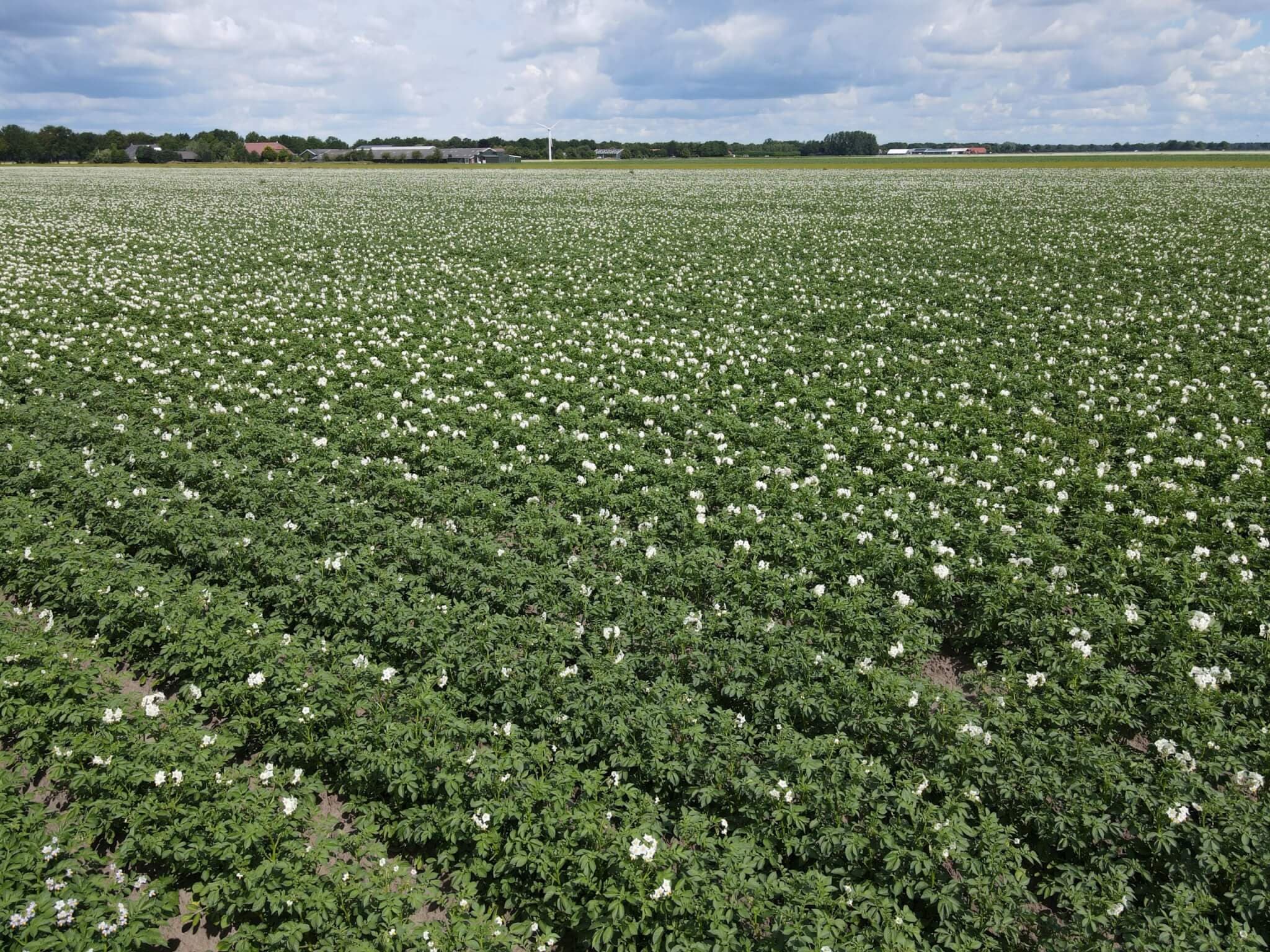 Aardappels Vlagtwedde