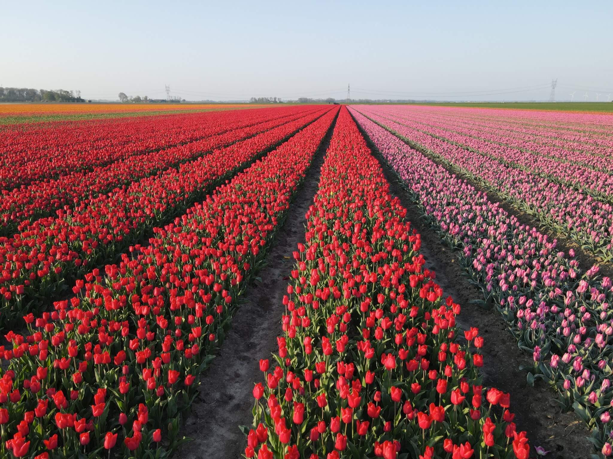 Tulp rood en roze