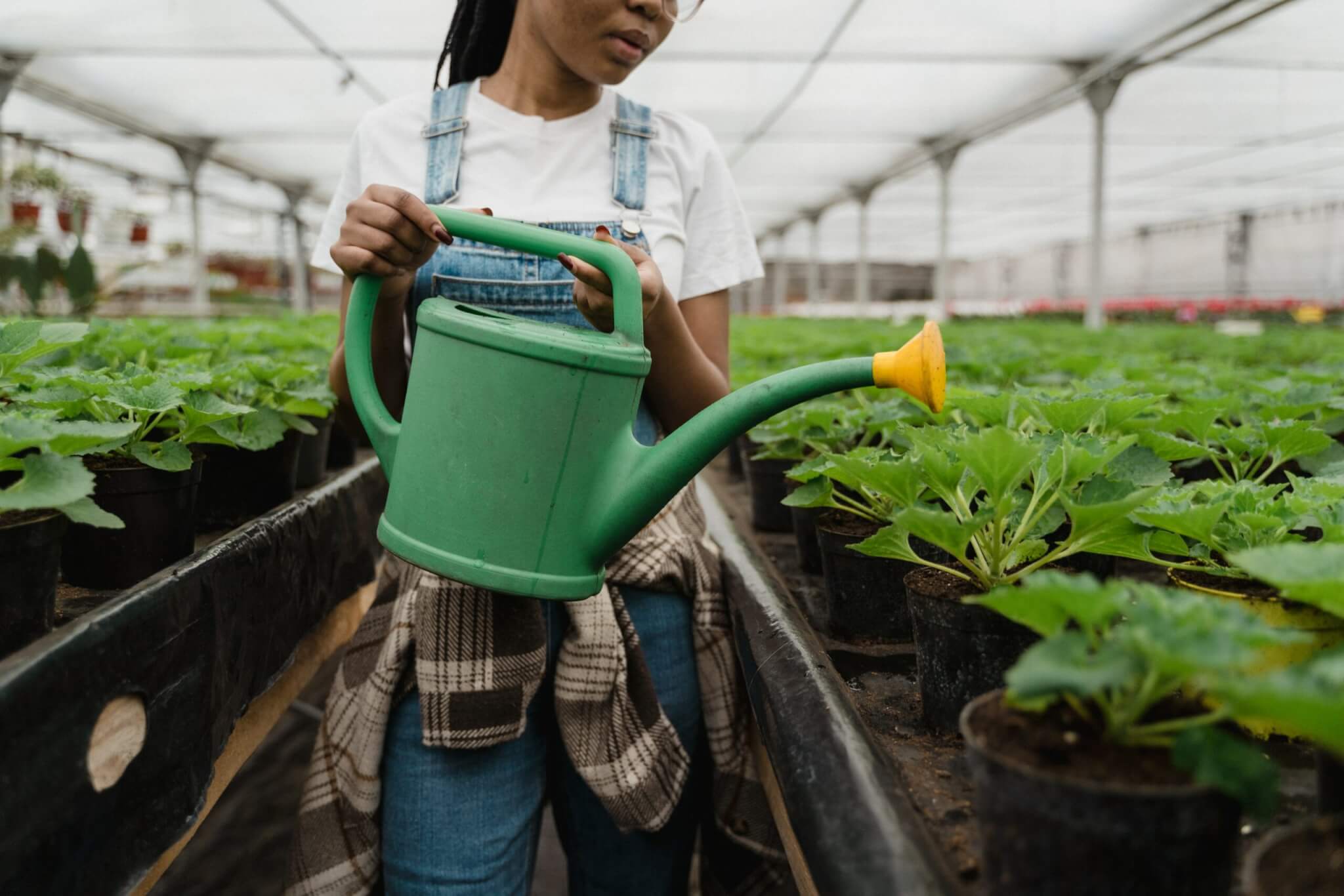 Potplanten bodeminsect