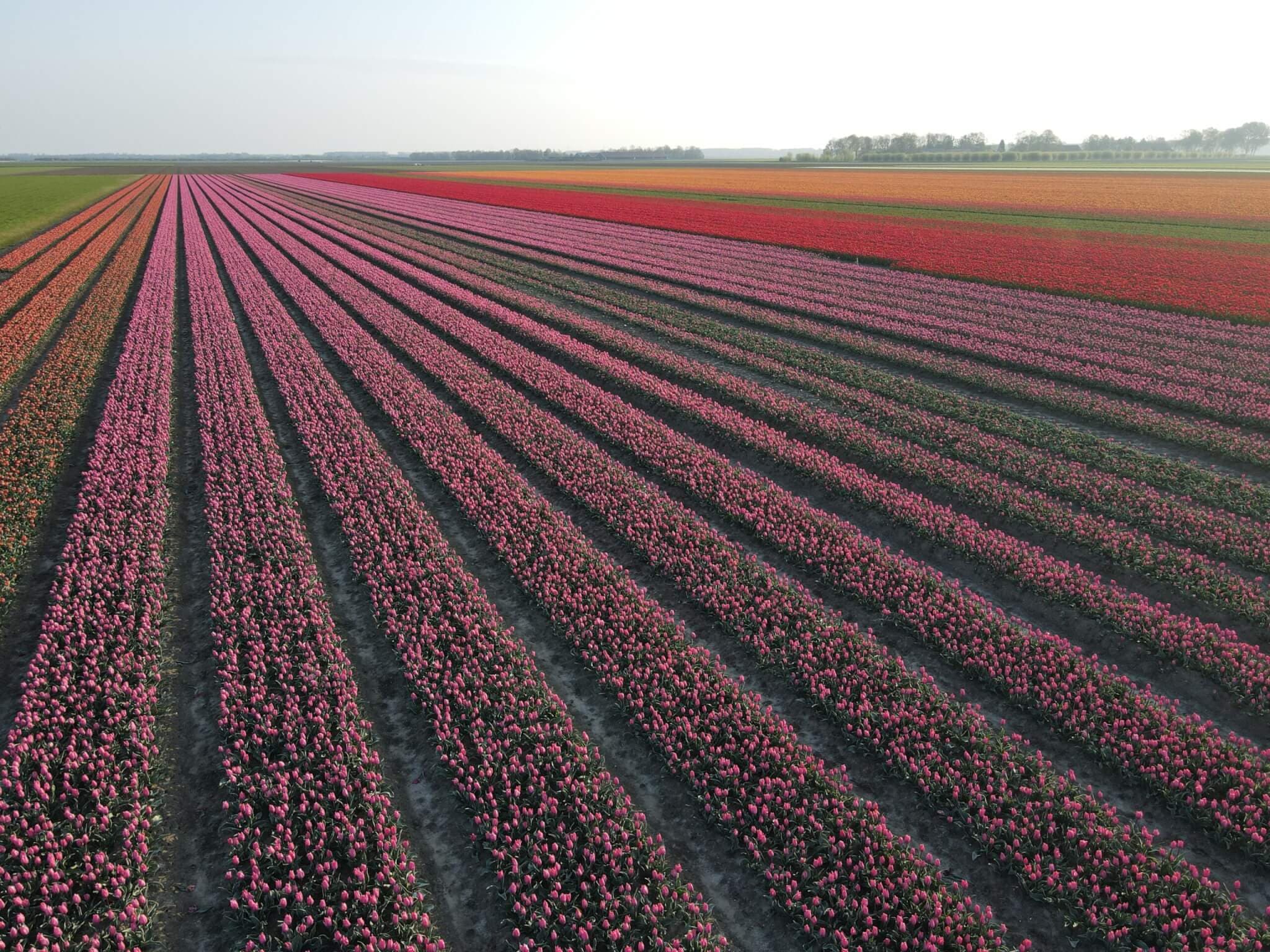 Tulpenveld