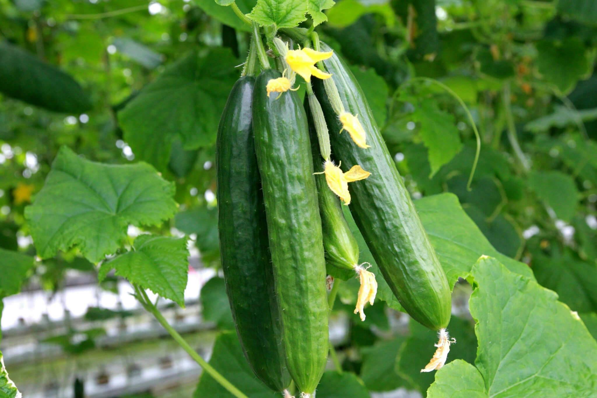 Komkommers productie