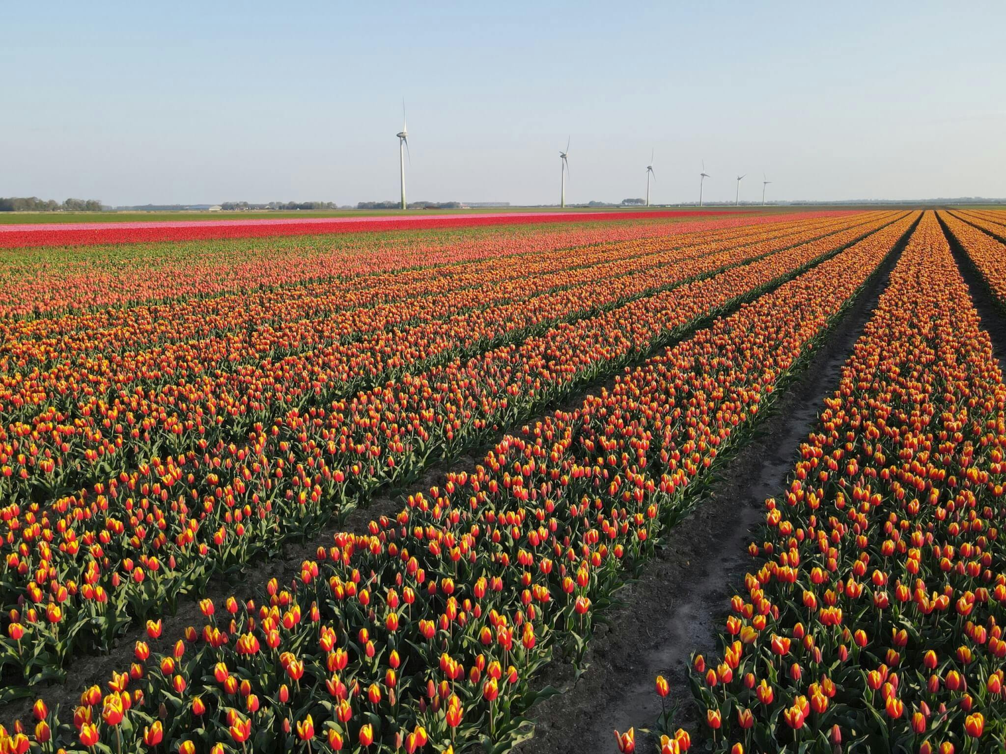 Tulpen Flevoland
